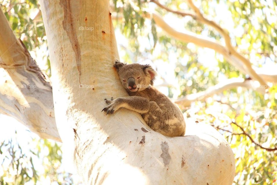 Koala I found chilling out in a tree at Australia’s beautiful Noosa National Park Queensland