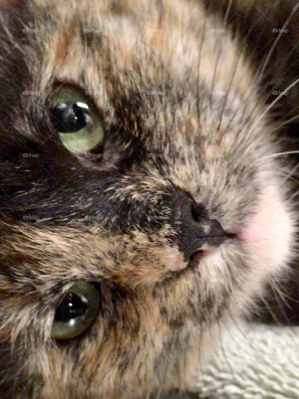 Adorable cat for adoption at PetSmart 