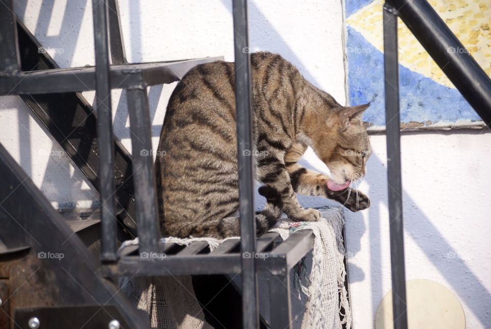 Missy Meow grooming herself in the sun and looking cute as a button, with her action.