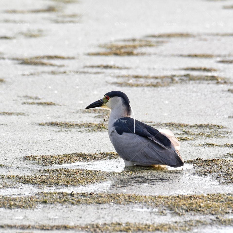 Black crowned Night Heron 