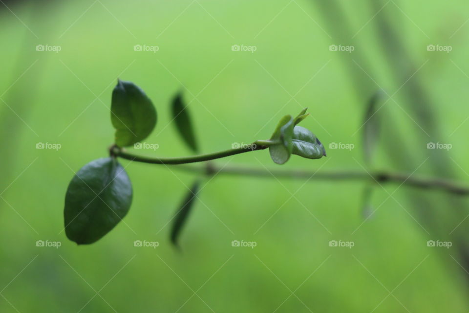 Crepe Myrtle Foliage 