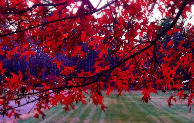 Autumn Leaves