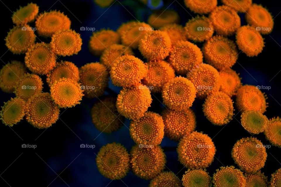 orange flowers of the medicinal plant tansy