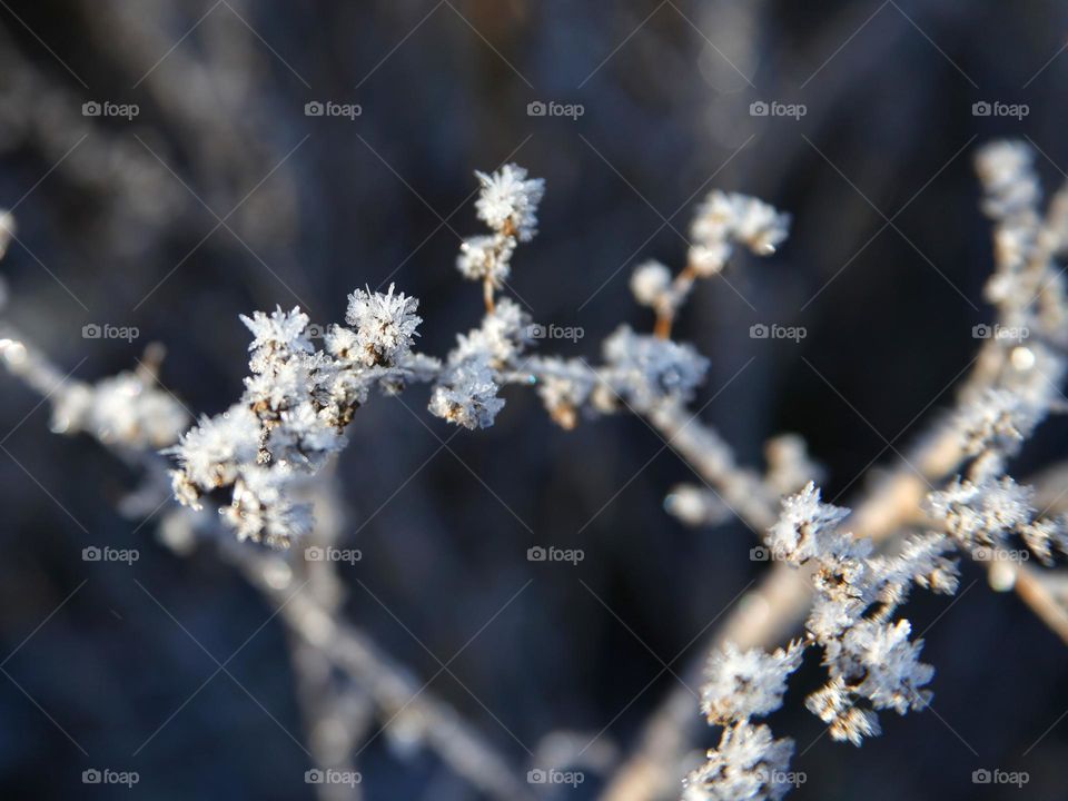 different types of bushes and grass covered with frosty icy needles in the first frost of November