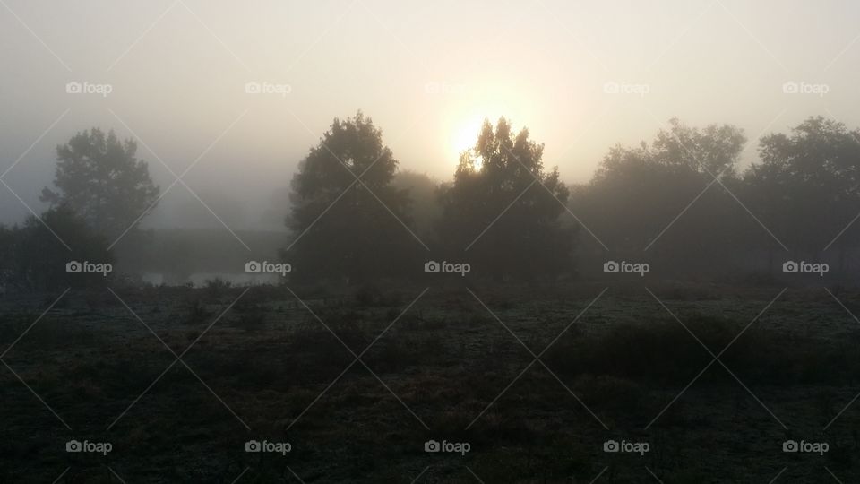 Early Morning Fog on the Pond