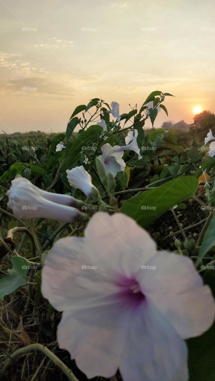 flower is growing up sun