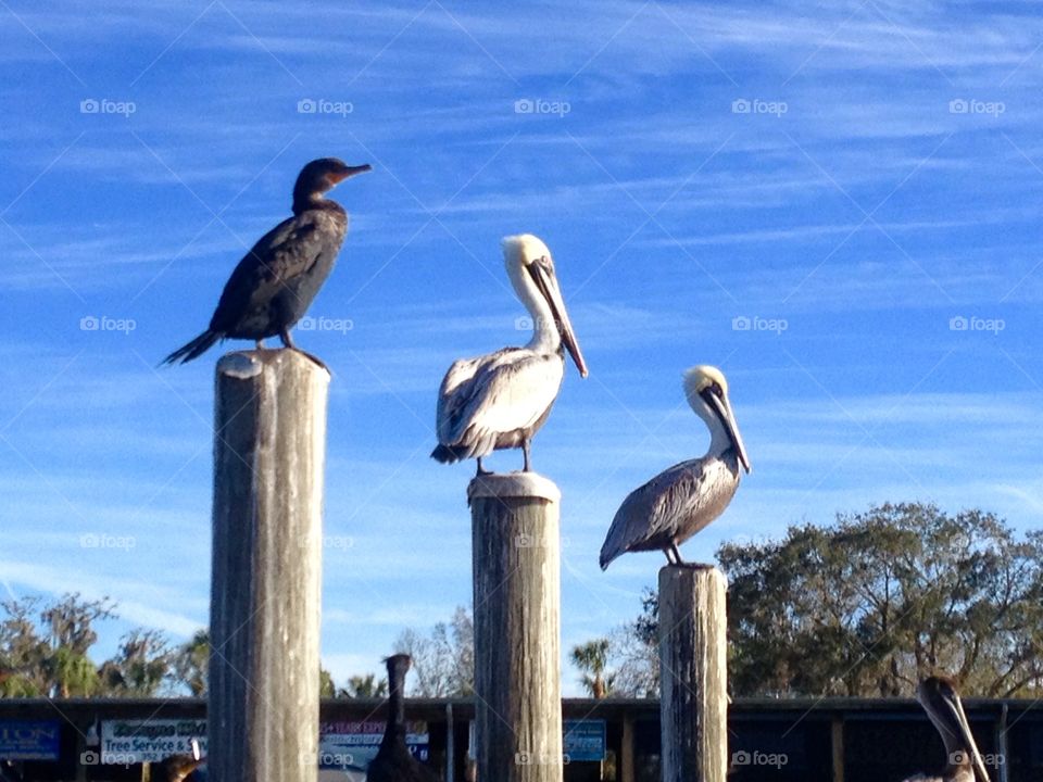 Water birds 