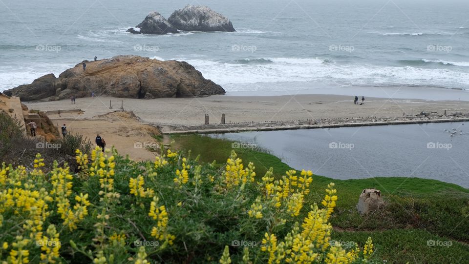 Yellow wildflowers on the coast