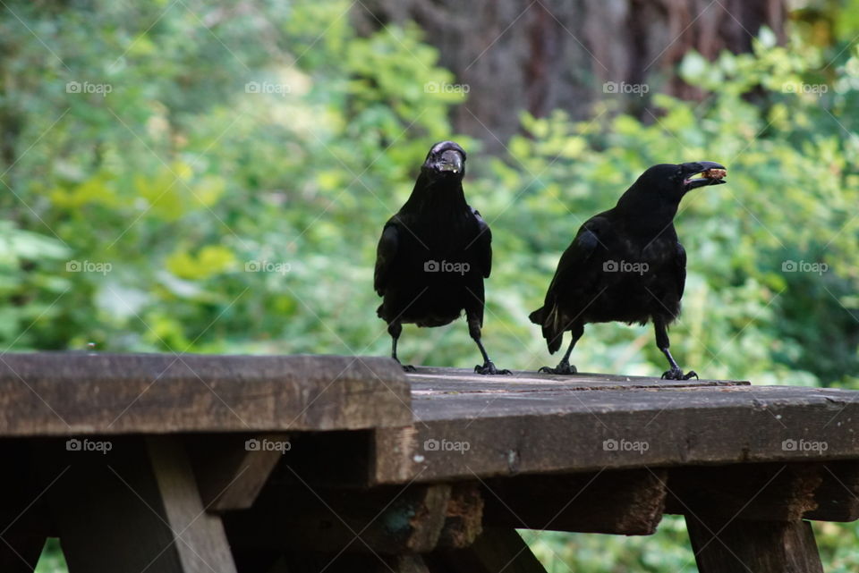 Ravens on a Picnic Table