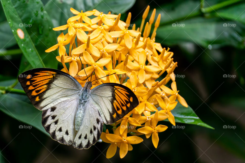 Great Orange Tip butterfly with triangular shaped blacks