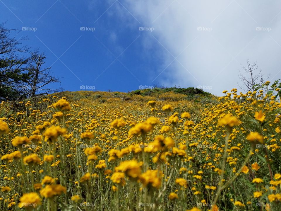 Wildflowers