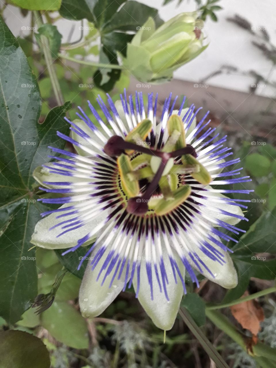 blue passion flower 4