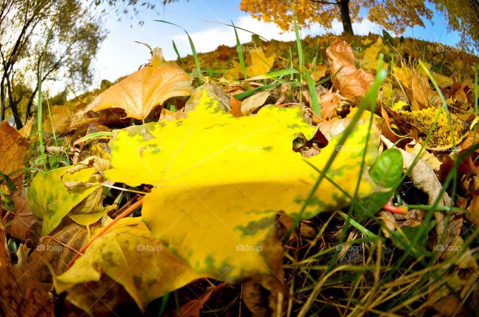 Big yellow leave on top of foliage 