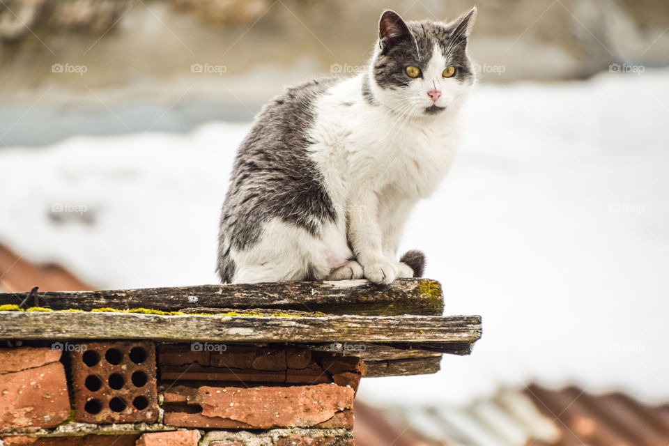 Cat On The Roof
