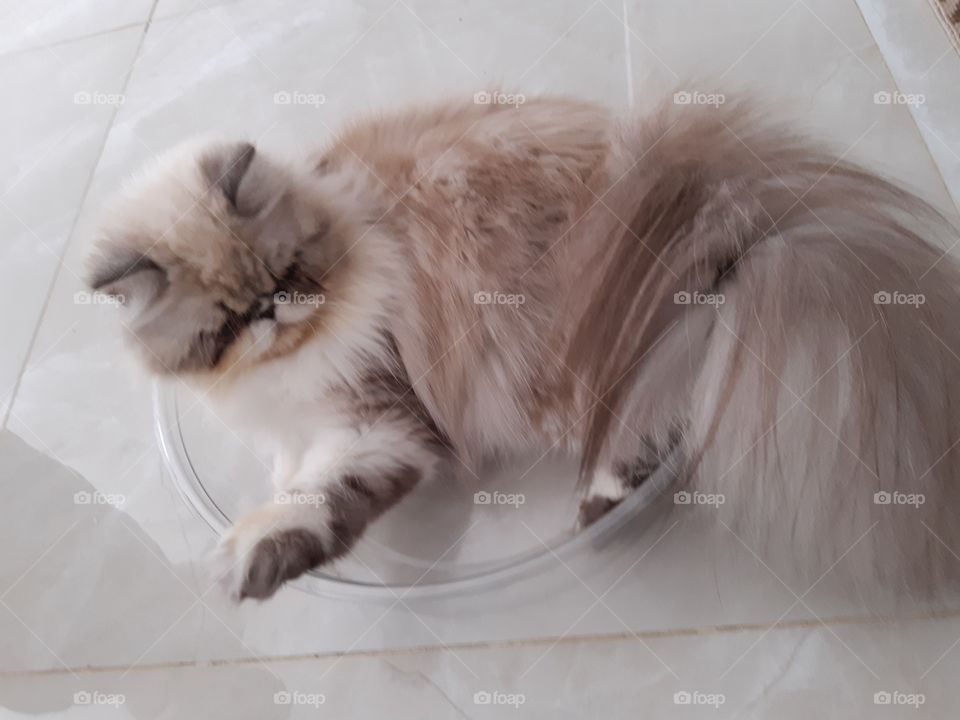 A gata folgada dentro da bacia.