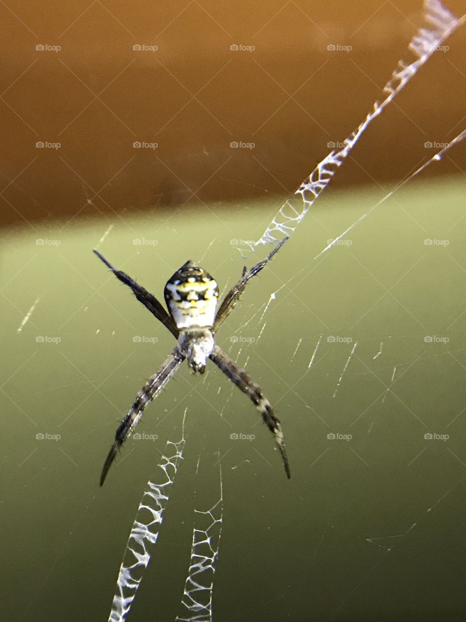 spider
