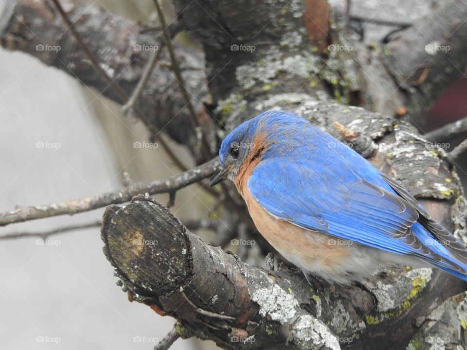 finally got a better picture of the bluebird