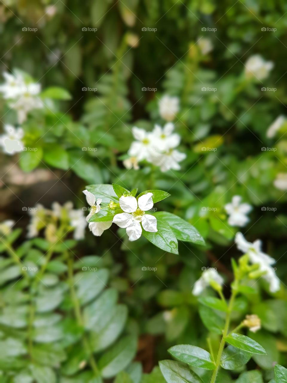 White Flowers