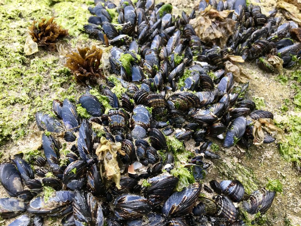 Mussels in poised 