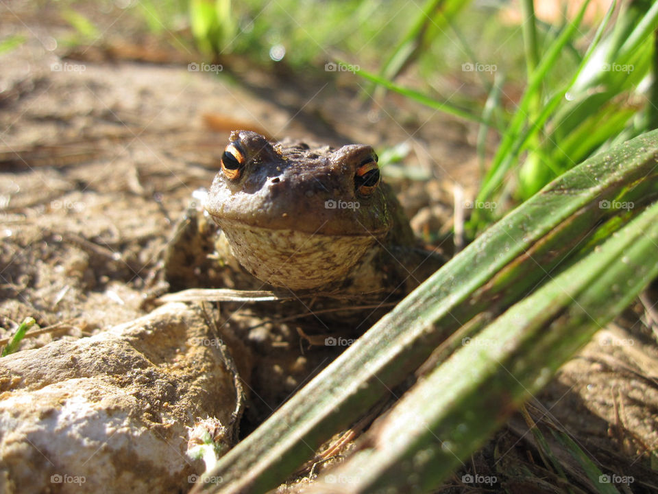 macro grass animals frog by bubu