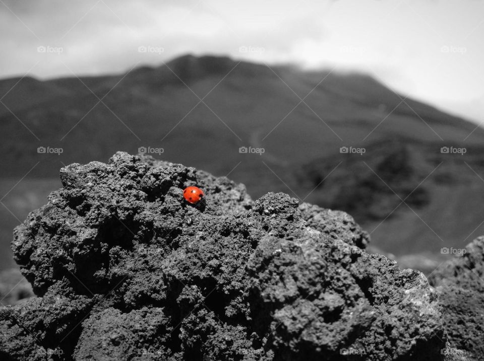 ladybug and volcano