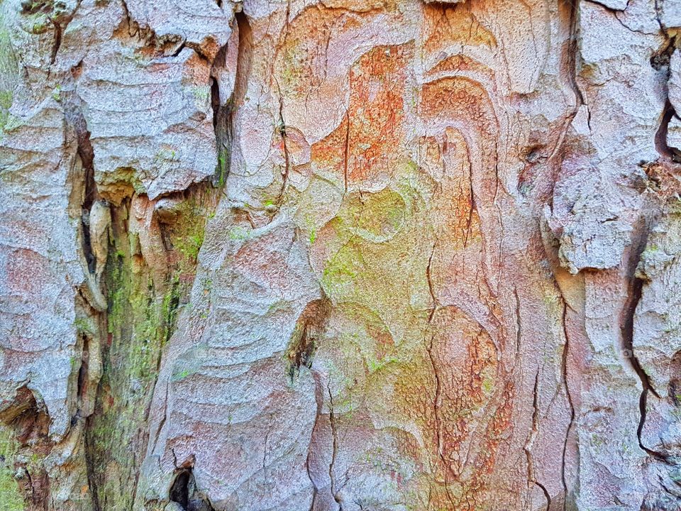 Colourful bark