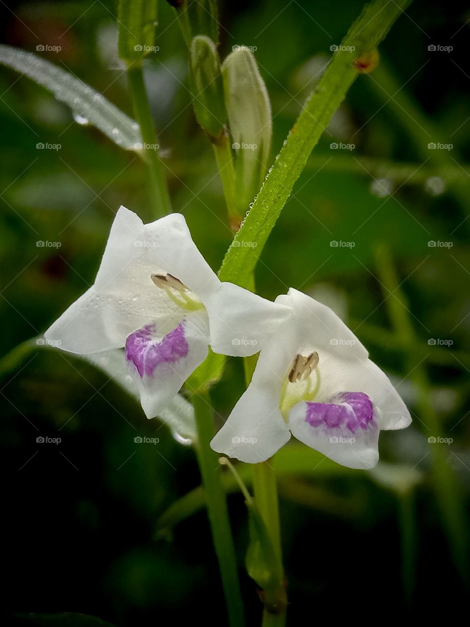 Asystasia gangetica subsp. micrantha (Sci) | Ara sungsang, Rumput nyonya, Rumput Israel (Ind)
