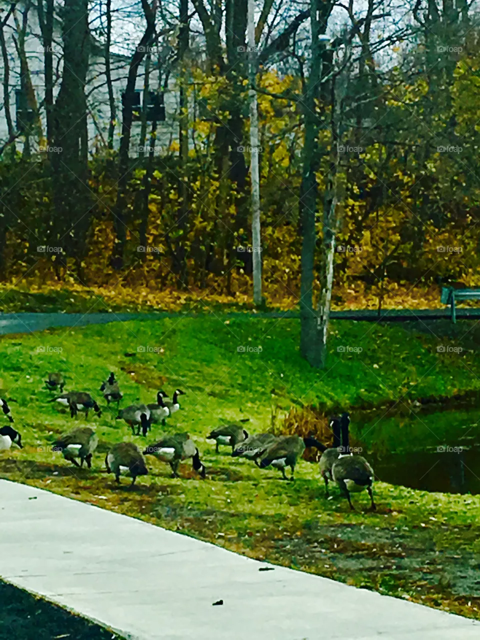 Wildlife 