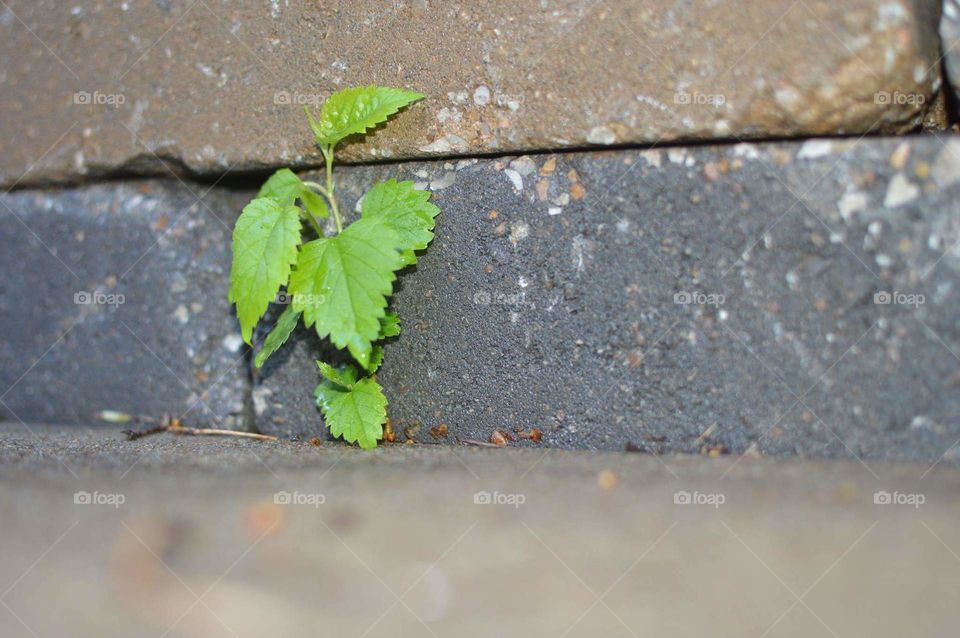 green life between stone