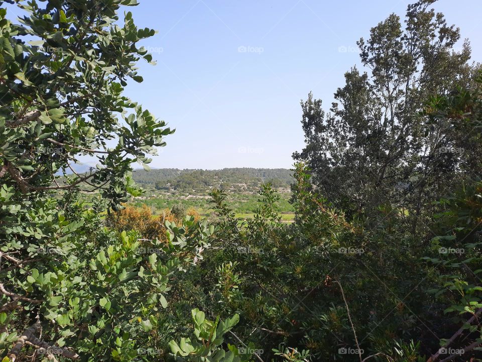 Panoramic view of Majorcan countryside through some bushes