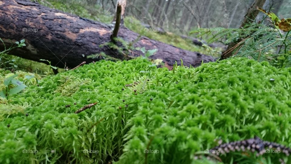Strong green moss