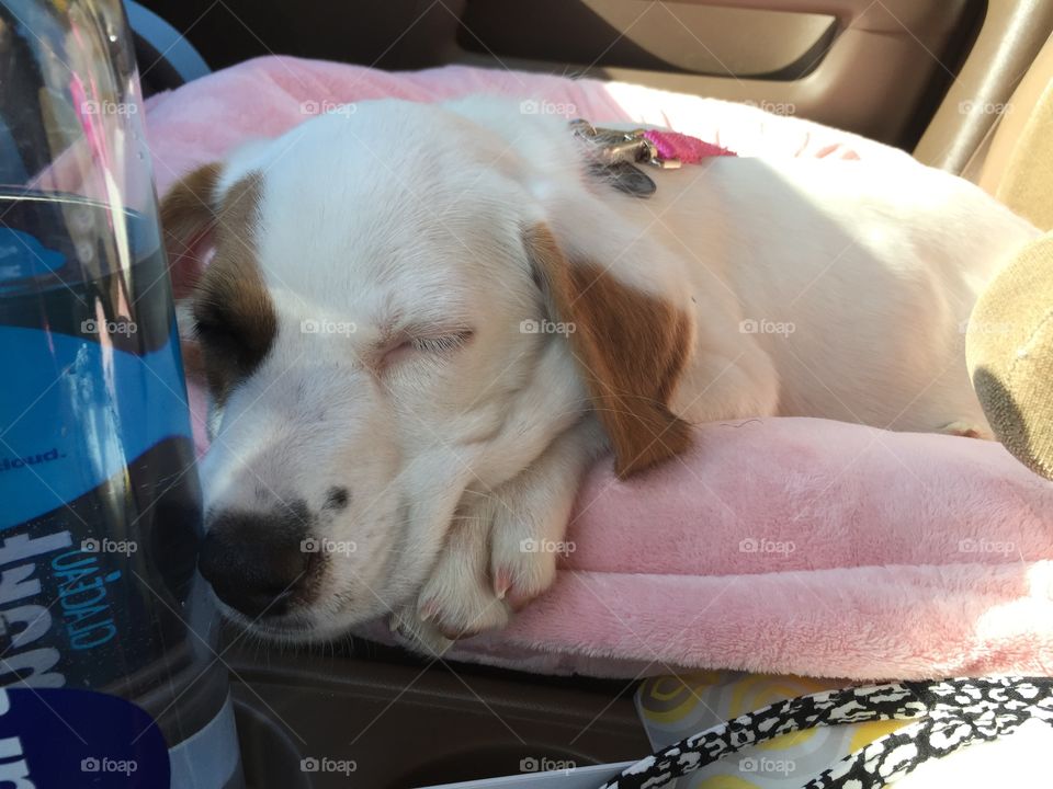 Maggie Mae riding in the car as a tiny puppy.