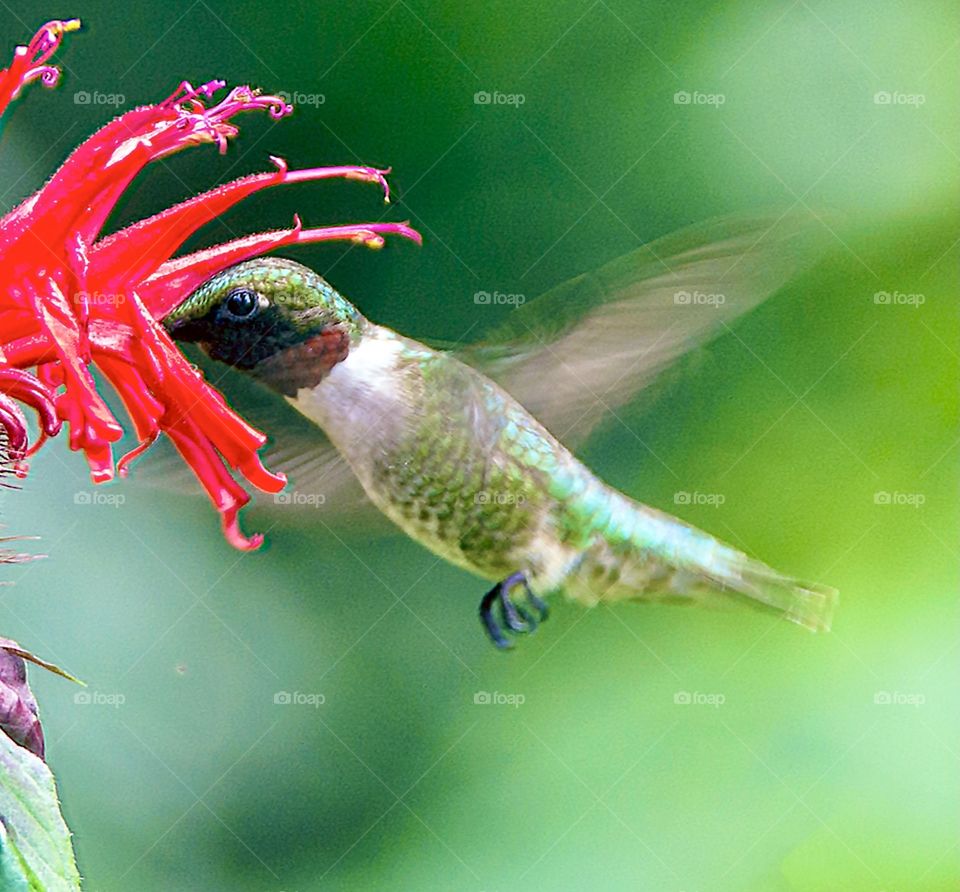 Ruby Throated Hummingbird eating from a red bee balm flower