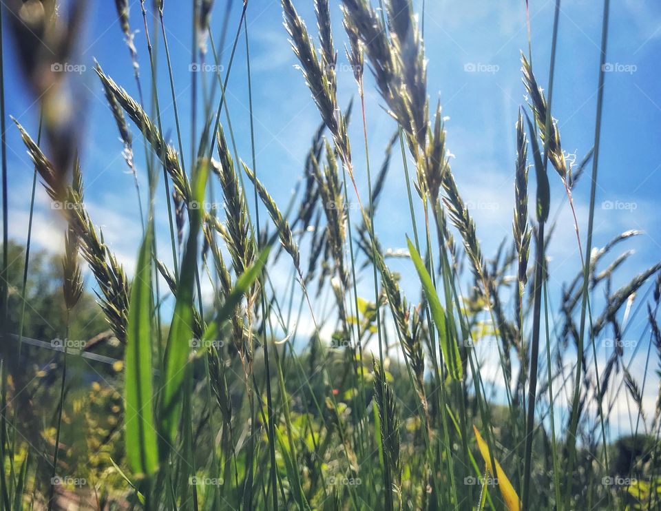 Wildflowers, weeds and grass 