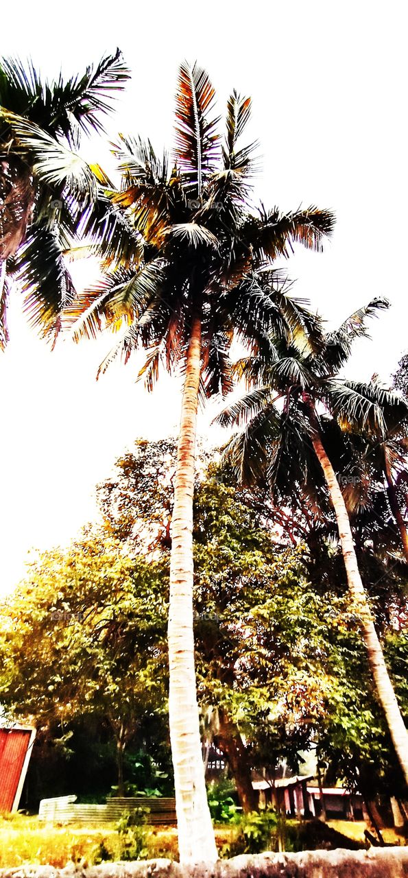 coconut tree
