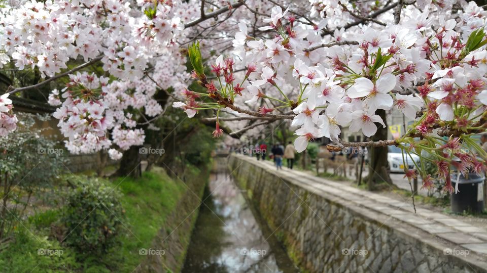 Close-up of cherry blossom flowers