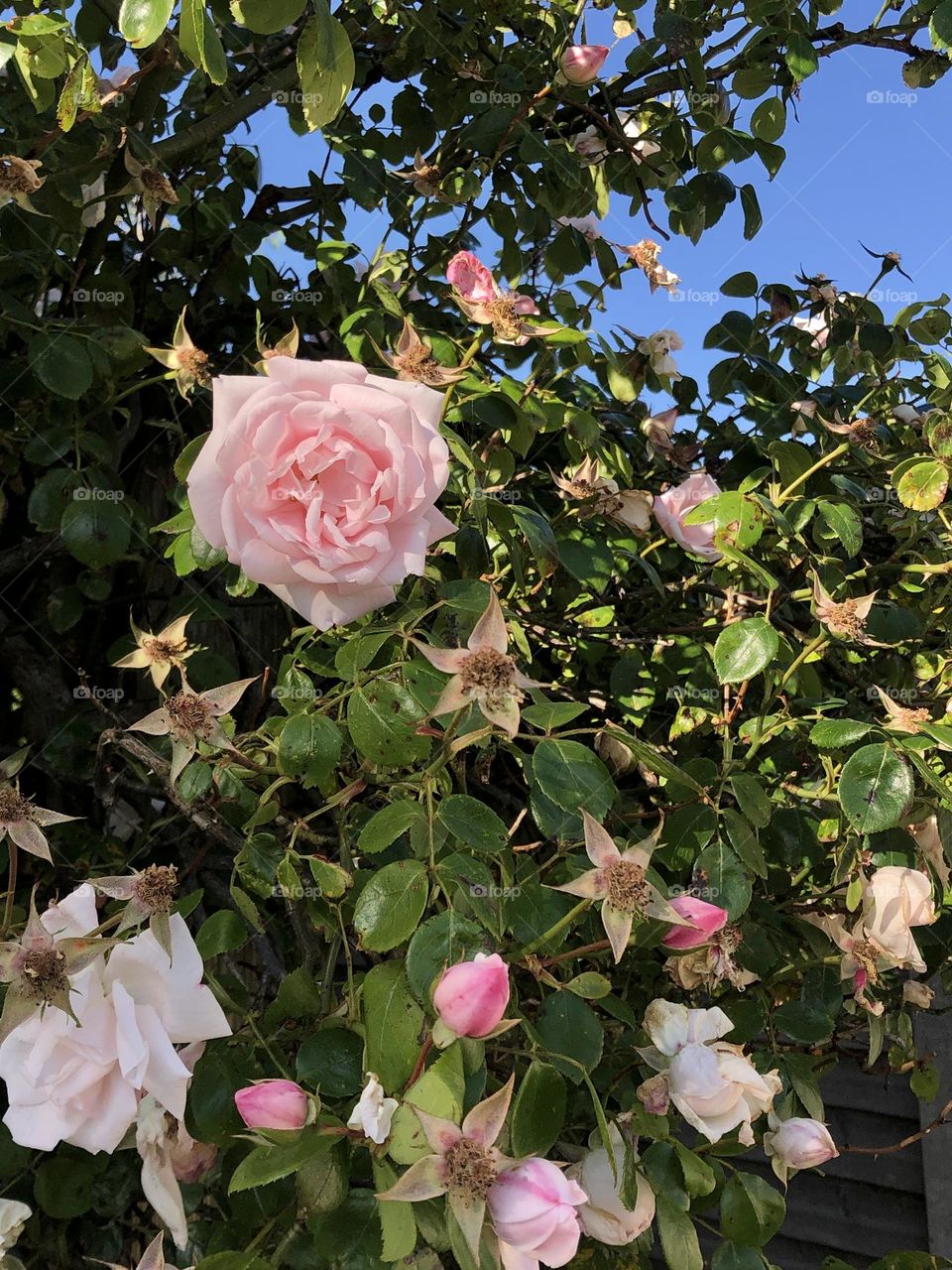 Pink rose bush with blue sky