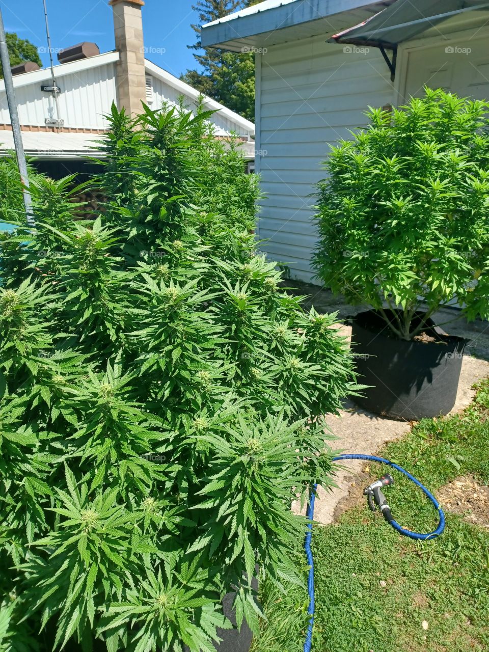 Flowering Marijuana Females