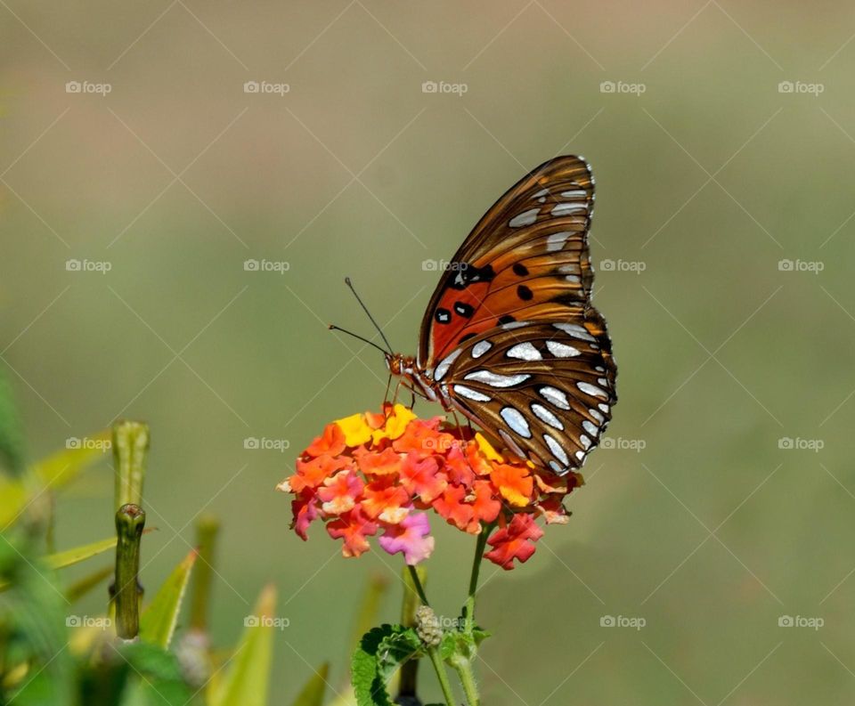 Beautiful and colourful butterfly