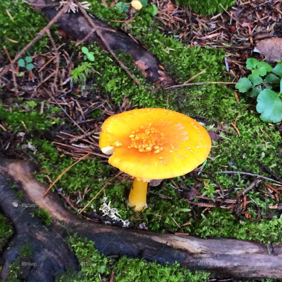 Vibrant Fungi