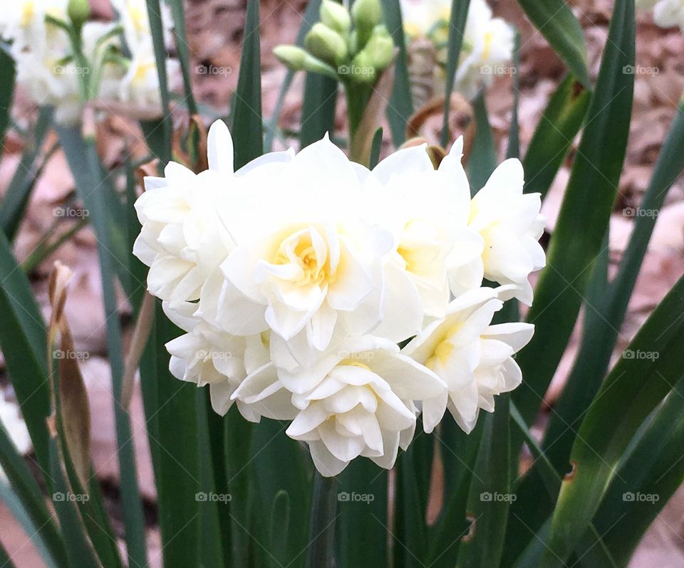 Narcissus Erlicheer - white summer daffodil. 