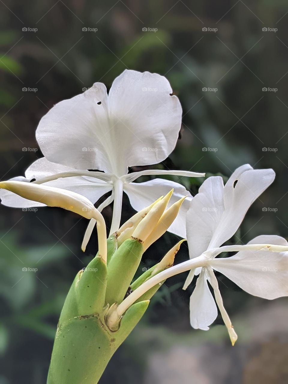 white ginger lily