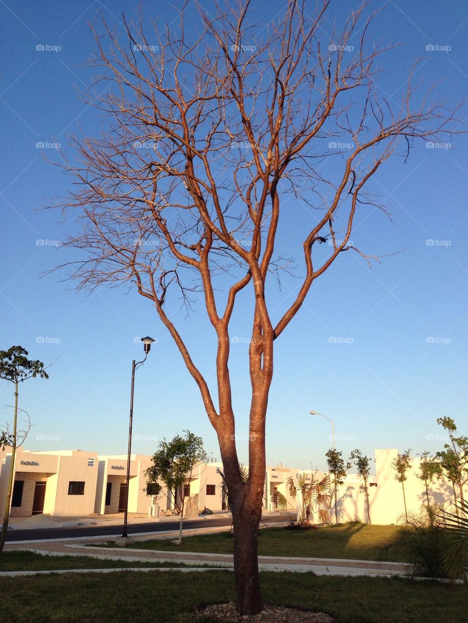 Sad tree