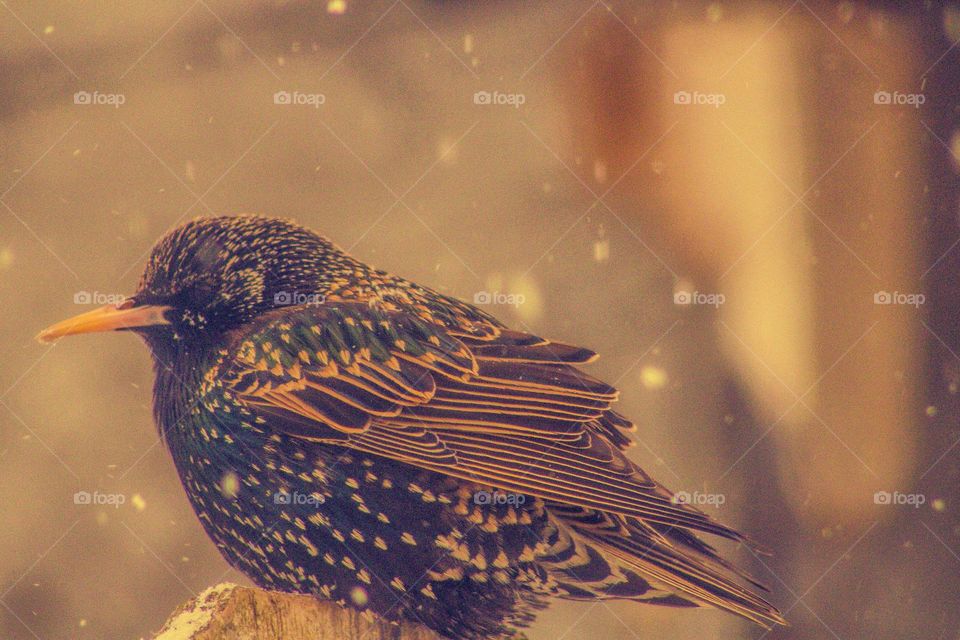 bird sitting on a snow covered fence in the middle of a snowstorm