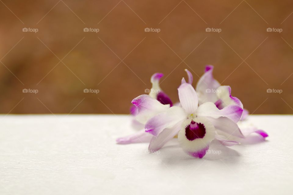 orchid dendrobium nobile