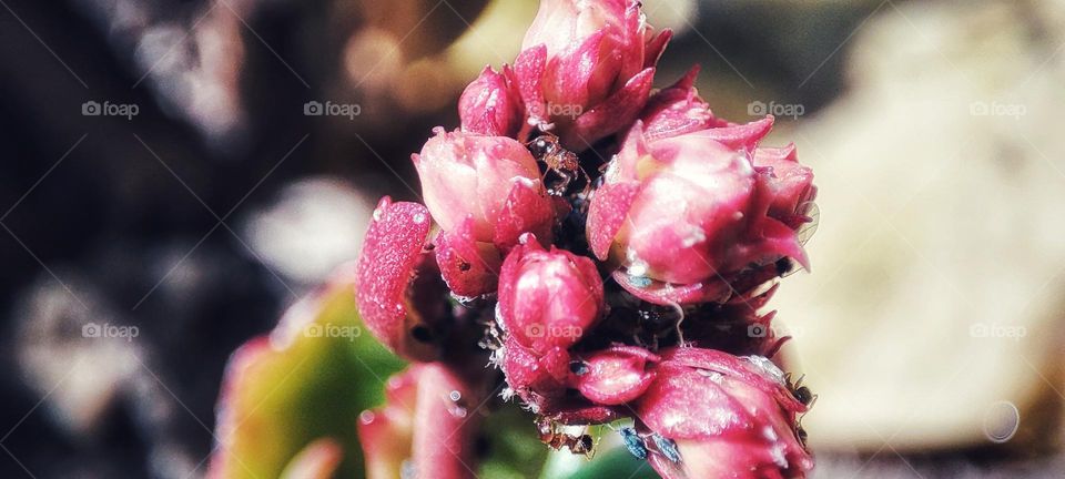 Widow's thrill- with ants and bugs