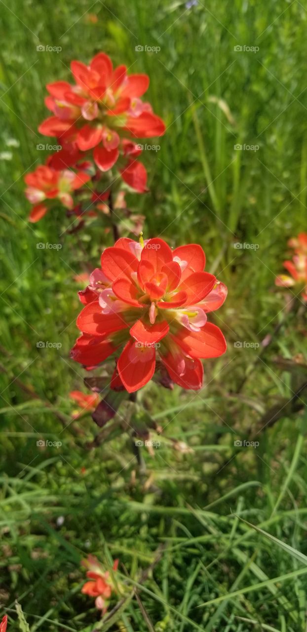 A single blossom of the Texas paintbrush or Indian paintbrush, Castilleja indivisa. I associate these flowers the most with spring but a local naturalist assured me they have been recorded blooming in every month of the year.