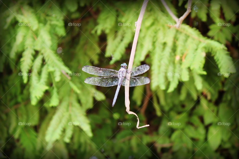 We visited a roadside pier and found this dragonfly.