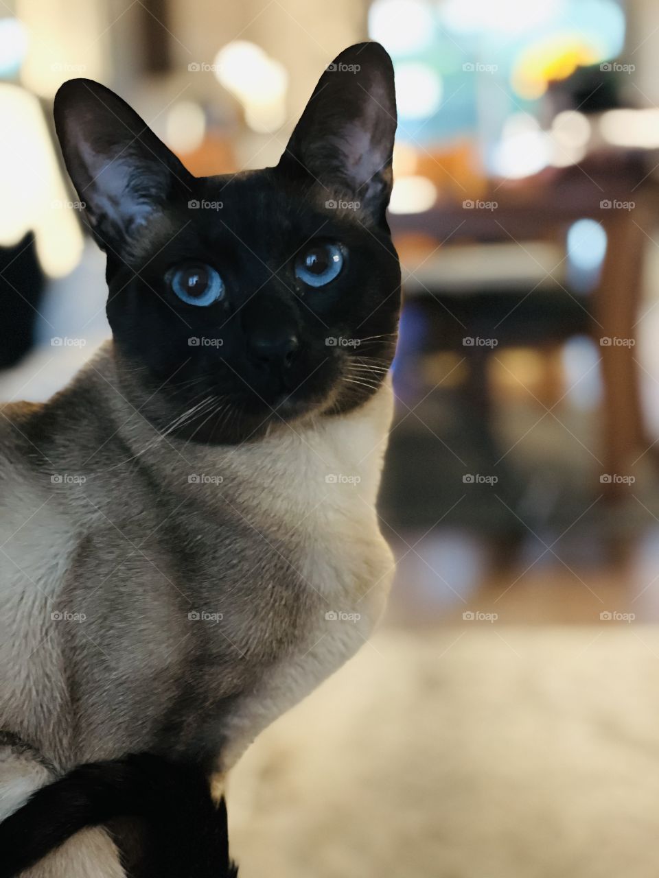 Siamese cat