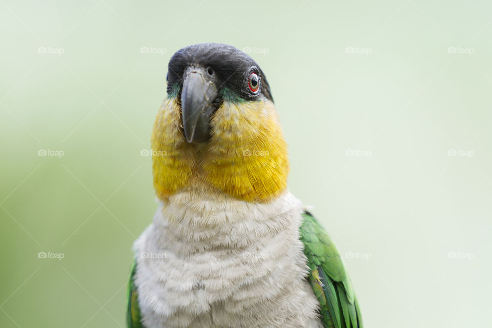 A colorful parrot.